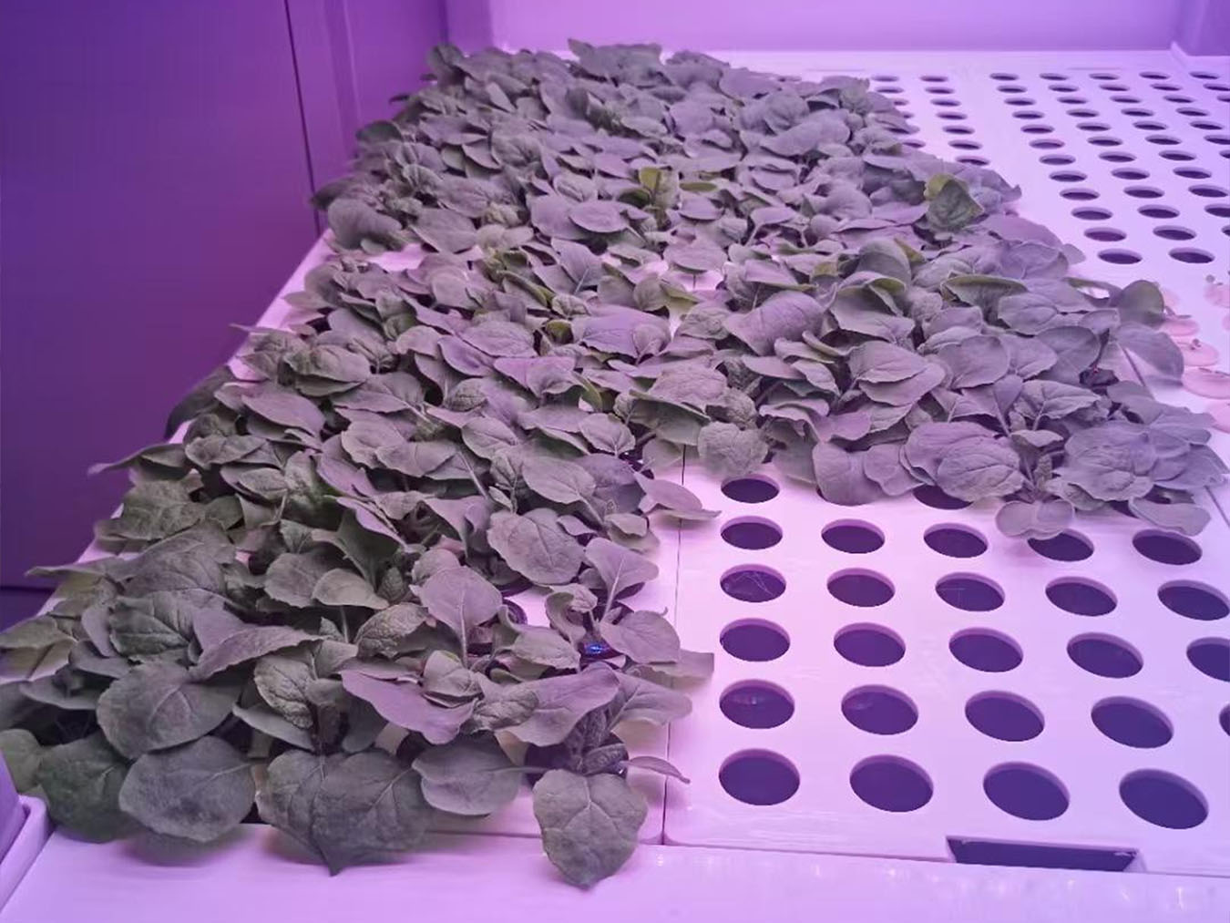 成品人视频免费看100部
